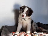Chiot Border Collie mâle à vendre à vendre