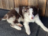 Chiot Border Collie mâle à vendre à vendre