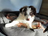 Chiot Border Collie mâle à vendre à vendre