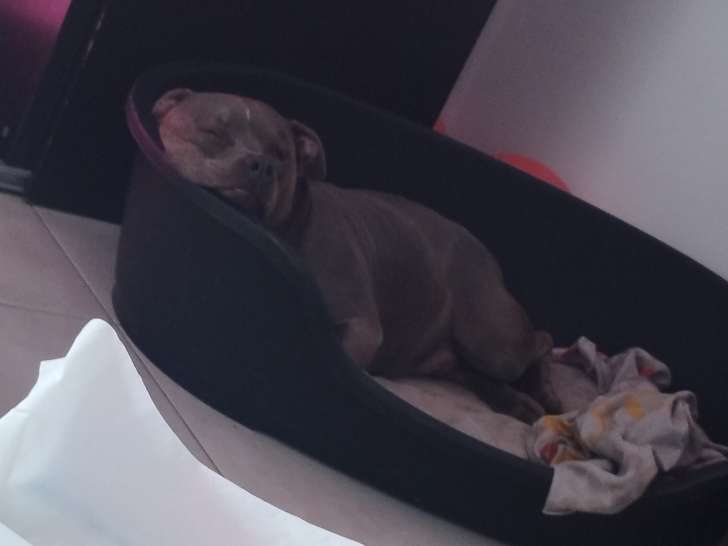 Chien adulte de race Bullypit à donner