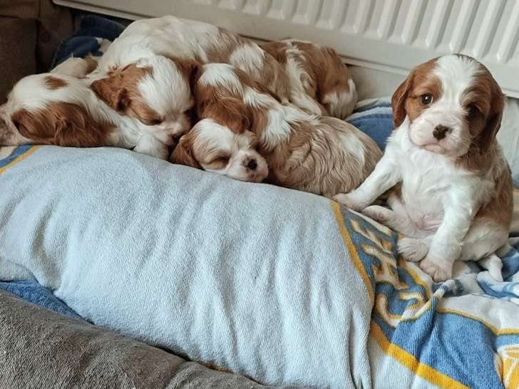 Chiots Cavalier King Charles à vendre