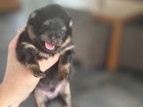 Chiots Spitz Poméranien LOF à vendre