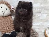 Chiots Spitz Nain à vendre