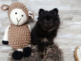 Chiots Spitz Nain à vendre
