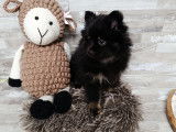 Chiots Spitz Nain à vendre