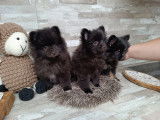 Chiots Spitz Nain à vendre