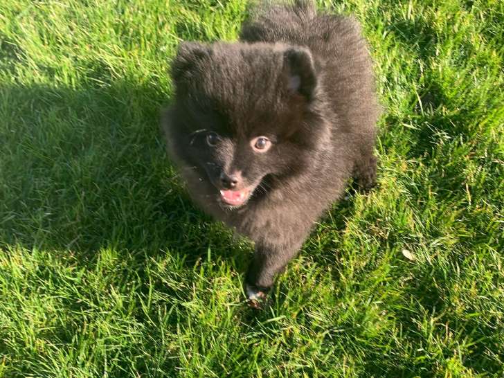 Chiots Spitz Nain à vendre