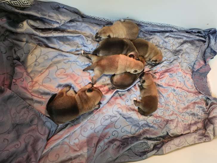 Chiots Shiba Inu à vendre