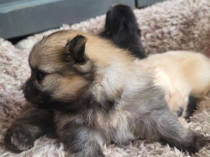 Loulou de Poméranie à vendre (4 femelles