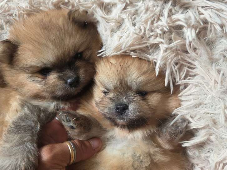 Loulou de Poméranie à vendre (1 femelle, 1 mâle)