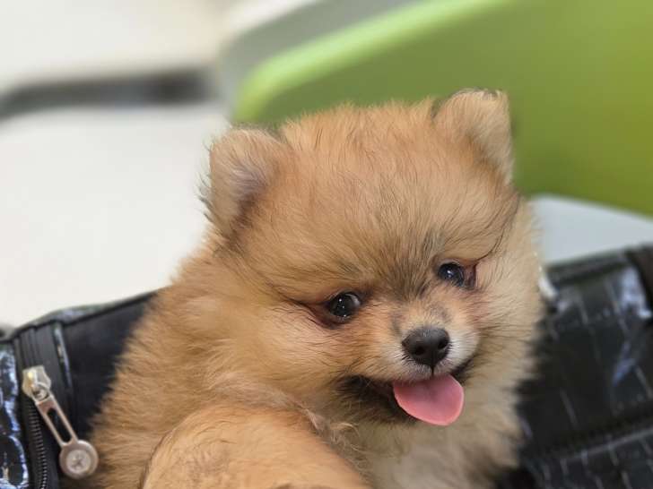 Loulou de Poméranie,Spitz nain à vendre (2 mâles)