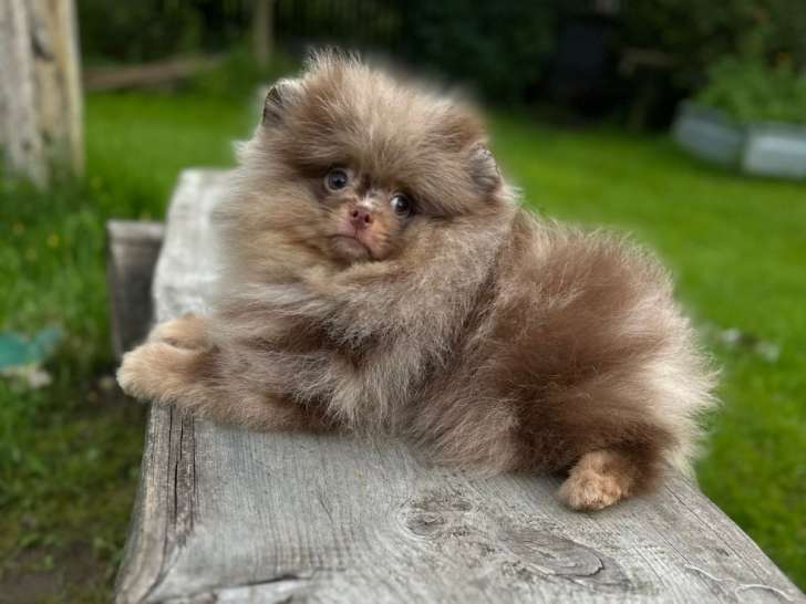 Loulou de Poméranie,Spitz nain à vendre (1 mâle merle chocolat )