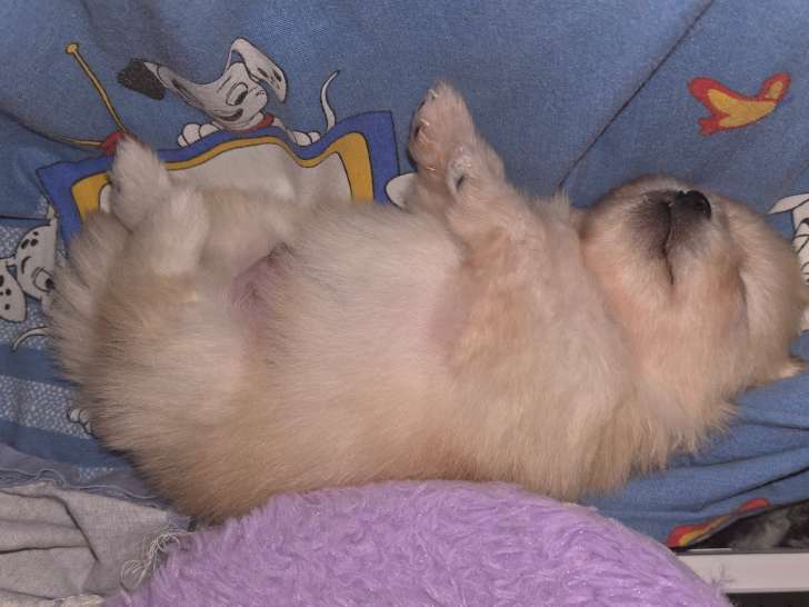 Loulou de Poméranie,Spitz nain à vendre 7 très petit
