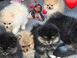5 Loulou de Poméranie,Spitz nain à vendre 5 très petit