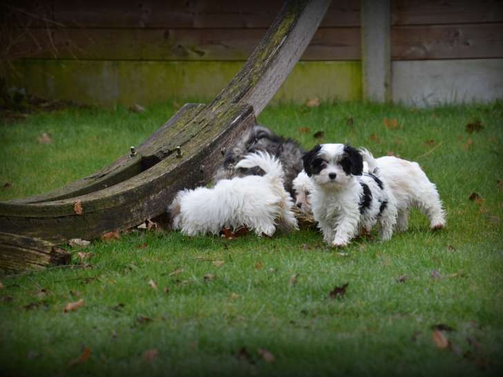 Chiots Maltipoo à vendre