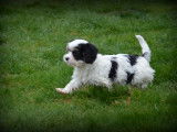 Chiots Maltipoo à vendre