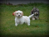 Chiots Maltipoo à vendre