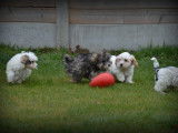 Chiots Maltipoo à vendre