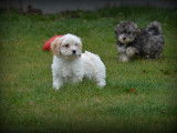 Chiots Maltipoo à vendre