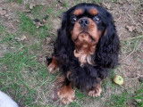 Mâle Cavalier King Charles disponible pour saillie