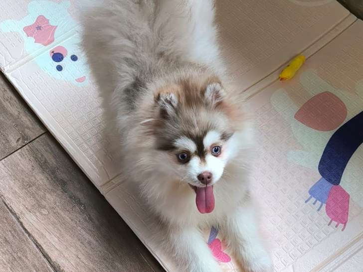 Femelle Pomsky de lignée russe à vendre