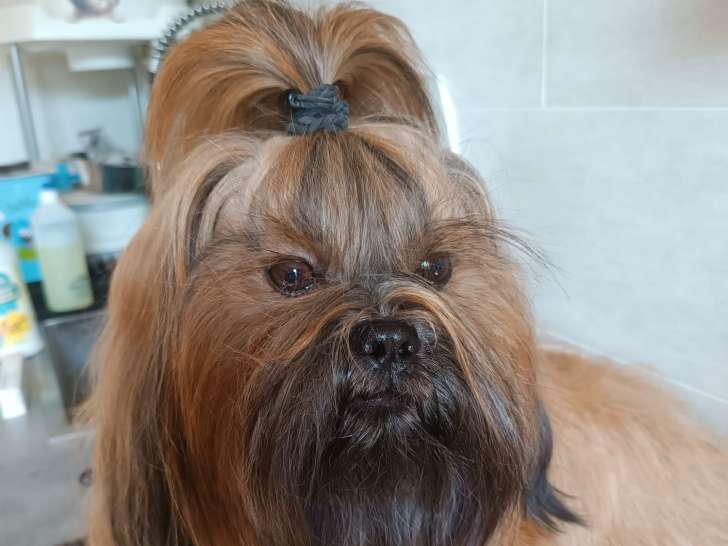 Twix, Shih Tzu LOF disponible pour saillie