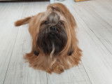 Twix, Shih Tzu LOF disponible pour saillie