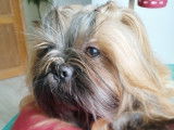 Twix, Shih Tzu LOF disponible pour saillie
