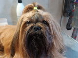 Twix, Shih Tzu LOF disponible pour saillie