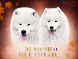 Superbe chiot Samoyède LOF à vendre