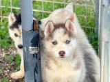 Magnifiques chiots Husky de Sibérie non LOF à vendre