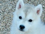 Magnifiques chiots Husky de Sibérie non LOF à vendre