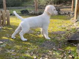 Chiots Golden Retriever disponibles