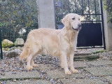 Chiots Golden Retriever disponibles