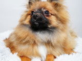 Mâle Spitz Allemand disponible pour saillie
