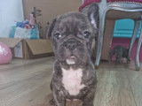 Chiots Bouledogue Français bringés à vendre