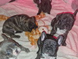 Chiots Bouledogue Français bringés à vendre