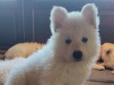 2 femelles Berger Blanc Suisse disponibles