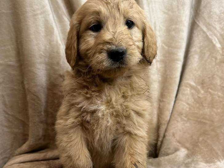 Chiots Goldendoodle à réserver