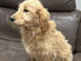 Chiots Goldendoodle à réserver