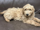 Chiots Goldendoodle à réserver