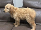 Chiots Goldendoodle à réserver