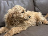 Chiots Goldendoodle à réserver