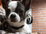 Mâle Chihuahua disponible pour saillie