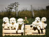 À réserver : 7 chiots Bergers Blancs Suisses LOF