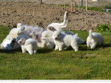 À réserver : 7 chiots Bergers Blancs Suisses LOF