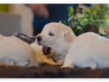 À réserver : 7 chiots Bergers Blancs Suisses LOF