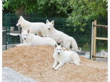 À réserver : 7 chiots Bergers Blancs Suisses LOF