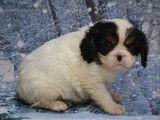 6 chiots Cavaliers King Charles LOF à réserver