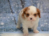 6 chiots Cavaliers King Charles LOF à réserver